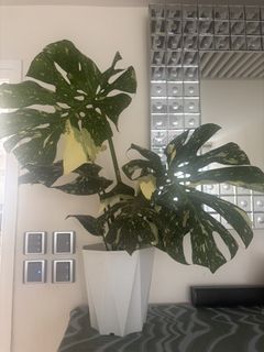 （分類：）位於 。 由 noddi 提交（商品編號 1463152789，圖片 1）。簡介： 。