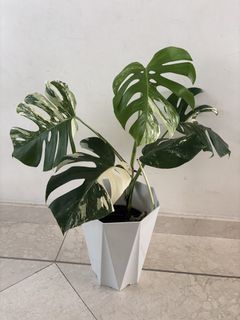 （分類：）位於 。 由 noddi 提交（商品編號 1463152351，圖片 1）。簡介： 。