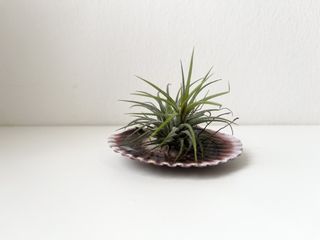 (Category: ) located in . Submitted by tropicalleaf (Listing ID 1463166202, Image 1). Description: .