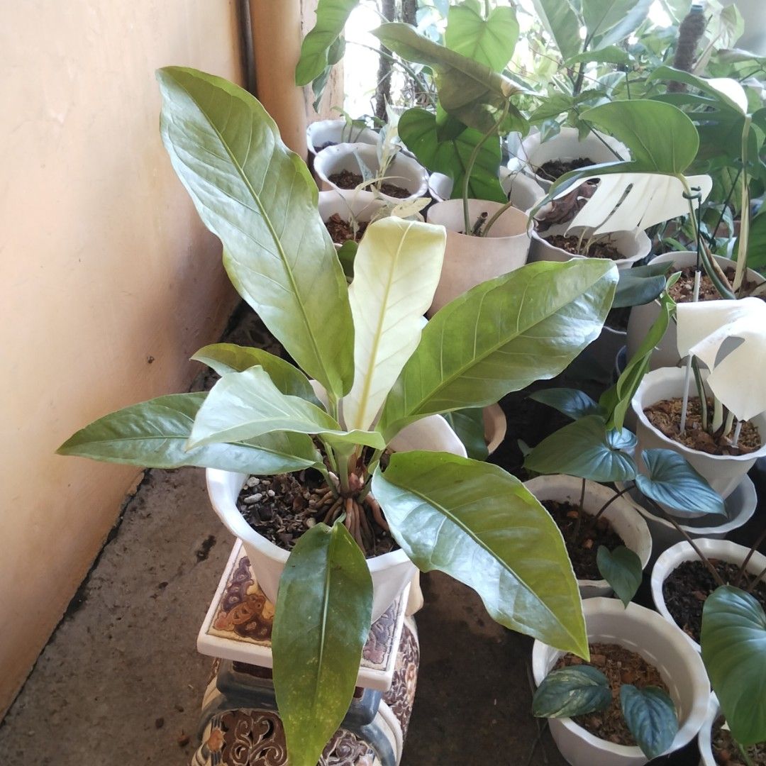 Anthurium Foliage (Category: Plants & Seeds) located in Bacoor. Submitted by youngdog_18b771 (Listing ID 1463166305, Image 2). Description: For Sale ‼️📣📣📣 ☘️ Anthurium Foliage Price: 300 Pesos 🏡 Location: Molino 5, Bacoor City 🛵Shipping through Lalamove and will be shouldered by the buyer. Mode of Payment is thru Gcash. Description: 📌The Plant is fully rooted and established on medium size White Pot. 📌Locally grown.