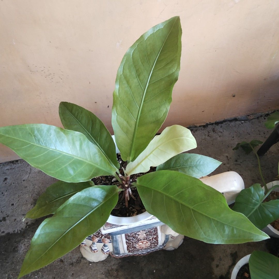 Anthurium Foliage (Category: Plants & Seeds) located in Bacoor. Submitted by youngdog_18b771 (Listing ID 1463166305, Image 1). Description: For Sale ‼️📣📣📣 ☘️ Anthurium Foliage Price: 300 Pesos 🏡 Location: Molino 5, Bacoor City 🛵Shipping through Lalamove and will be shouldered by the buyer. Mode of Payment is thru Gcash. Description: 📌The Plant is fully rooted and established on medium size White Pot. 📌Locally grown.