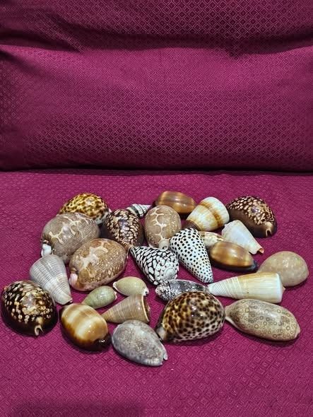 Assorted Sea Shells (Category: Other Home Decor) located in Makati City. Submitted by luckymoonshop (Listing ID 1463227123, Image 2). Description: Assorted Sea Shells 53 pieces PHP 3,000.00 Makati based Mode of payment: GCash/Maya/Bank Transfer Mode of shipment: J&T, Lalamove, Grab, JRS, LBC.