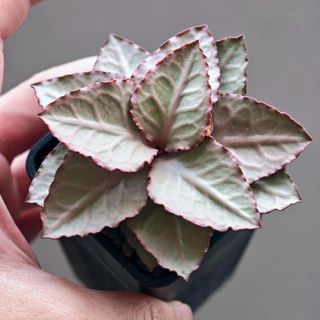 (Category: ) located in . Submitted by littleplantbox (Listing ID 1425172710, Image 1). Description: .
