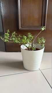 (Category: ) located in . Submitted by mjsv_21@yahoo.com (Listing ID 1463187848, Image 1). Description: .
