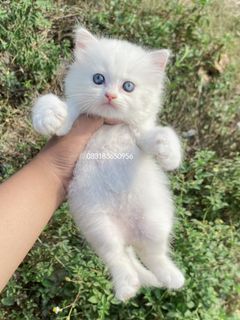 (Kategori: ) berada di . Dikirim oleh actal_cathouse (ID iklan 1463250677, Gambar 1). Deskripsi: .