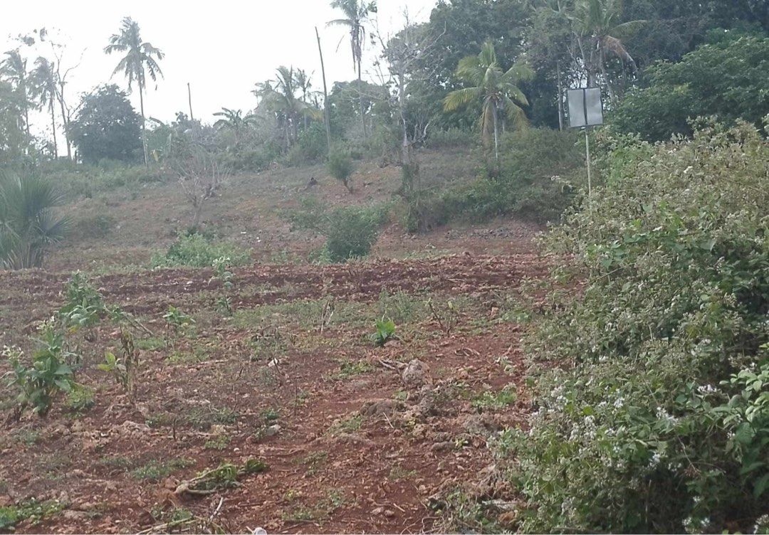 LAND FOR SALE - LAGUINDUINGAN (Category: Lot) located in Talisay. Submitted by greyonce (Listing ID 1463208954, Image 1). Description: Two Lots being sold together as one package •Lot 1: 2758sqm •Lot 2: 9230sqm •Less than 1km from the main Airport Road •With Road access •Titled Property •Large open land •Lots are approximately 30-50 steps apart Viewing is available. ₱5000/sqm .