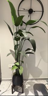 (Category: ) located in . Submitted by irfannnm (Listing ID 1463231526, Image 1). Description: .