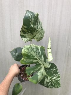 (Category: ) located in . Submitted by madam.plants (Listing ID 1463136535, Image 1). Description: .