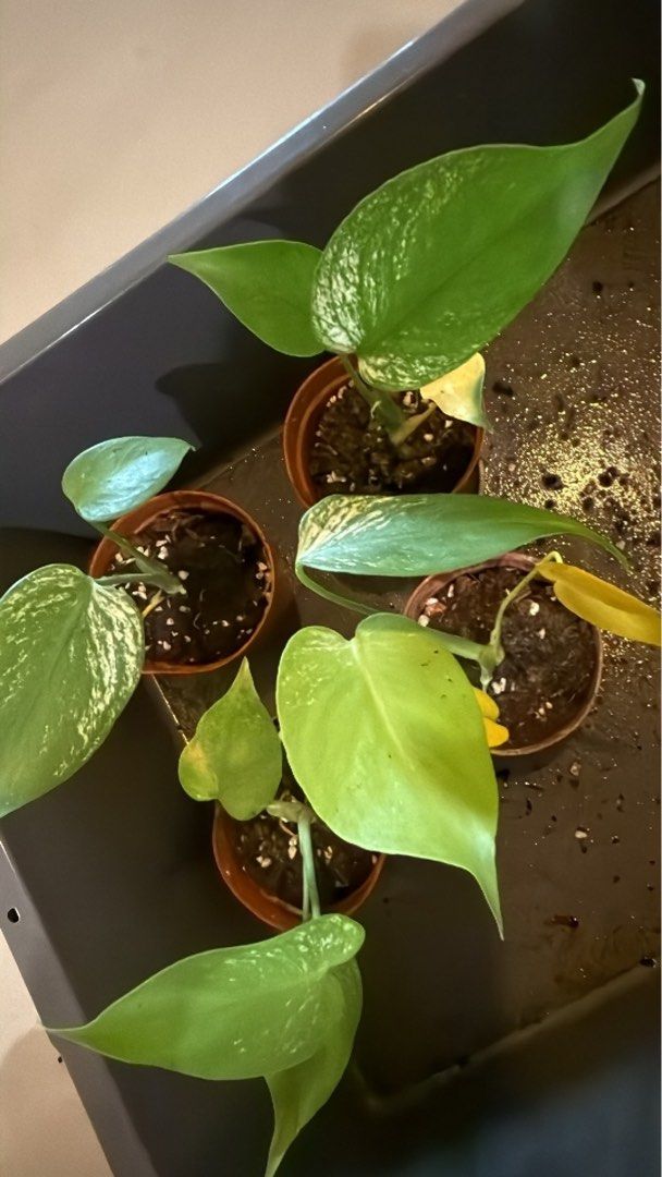 Monstera Devil (Category: Plants & Seeds) located in Kuala Lumpur. Submitted by guowei3 (Listing ID 1463179138, Image 1). Description: Monstera devil for sale! Good root and healthy! Rm220 each. .