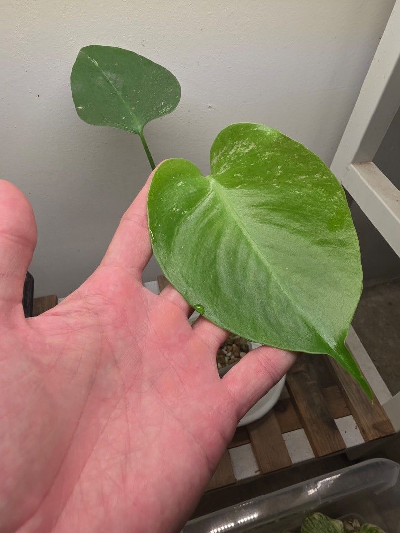 Monstera Devil (Category: Plants & Seeds) located in Singapore. Submitted by naeshaes (Listing ID 1463251892, Image 2). Description: Monstera Devil TC Not baby size Rooting very healthily Very reasonable size Distinct Devil characteristics emerging. Self collect at AMK Delivery $18.00 on weekends.