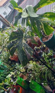 (Category: ) located in . Submitted by plantcorner (Listing ID 1463241037, Image 1). Description: .