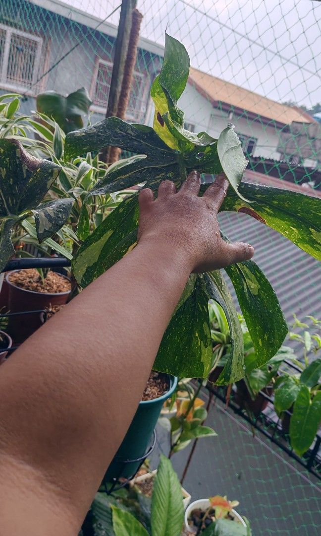 Monstera thaicons (Category: Plants & Seeds) located in Quezon City. Submitted by plantcorner (Listing ID 1463241037, Image 3). Description: Own propa Top cut Big leaves May onting flaws ang dahon.