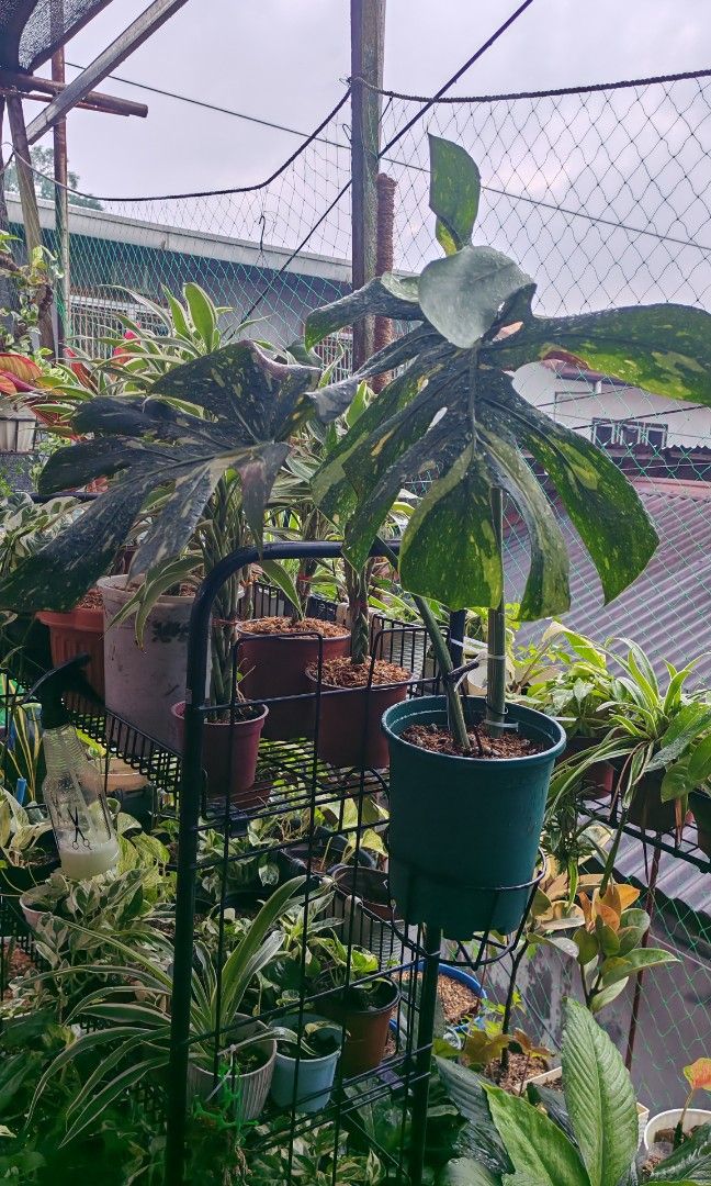 Monstera thaicons (Category: Plants & Seeds) located in Quezon City. Submitted by plantcorner (Listing ID 1463241037, Image 2). Description: Own propa Top cut Big leaves May onting flaws ang dahon.