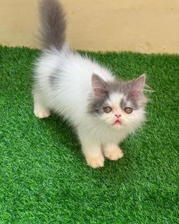 (Kategori: ) berada di . Dikirim oleh brightgem.7ca193 (ID iklan 1463282880, Gambar 1). Deskripsi: .