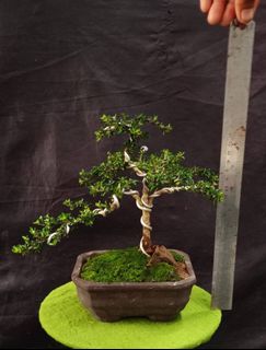 (Category: ) located in . Submitted by sindo.sg (Listing ID 1463182038, Image 1). Description: .