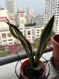 (Category: ) located in . Submitted by lavender_sg (Listing ID 1463122418, Image 1). Description: .