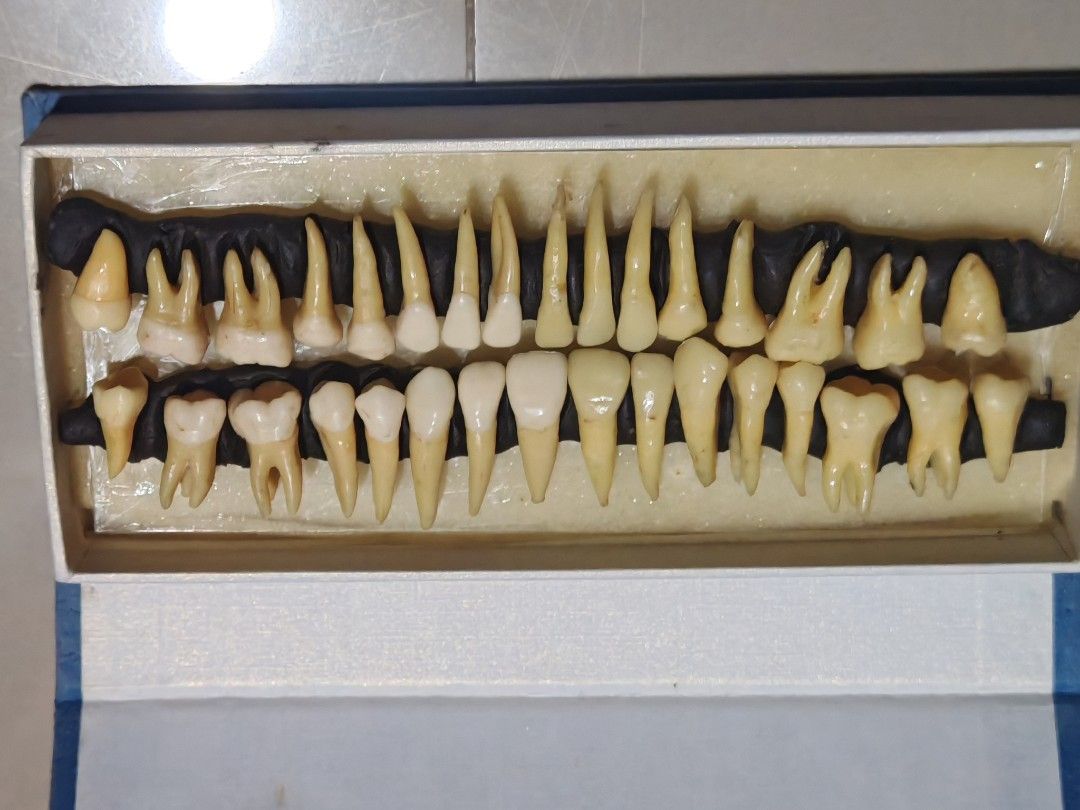 Tooth Model (Full Set-No Brand) (Category: Stationery & School Supplies) located in Pasay City. Submitted by leilei7 (Listing ID 1463267273, Image 1). Description: Tooth Model (Full Set-No Brand) .