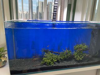 （分類：）位於 。 由 mighty_753 提交（商品編號 1463356418，圖片 1）。簡介： 。