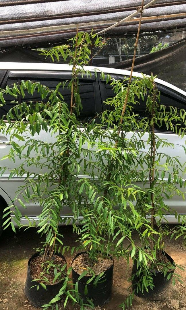 6ft suamie plants 🪴 (Category: Plants & Seeds) located in Quezon City. Submitted by amazingmaria3680 (Listing ID 1463554781, Image 3). Description: .