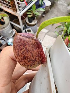 （分類：）位於 。 由 lcm2022 提交（商品編號 1463343715，圖片 1）。簡介： 。