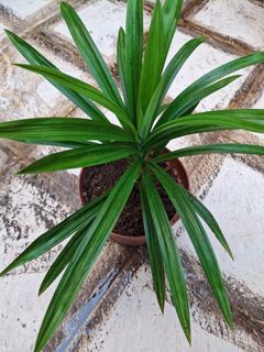 （分類：）位於 。 由 lc128 提交（商品編號 1463481702，圖片 1）。簡介： 。