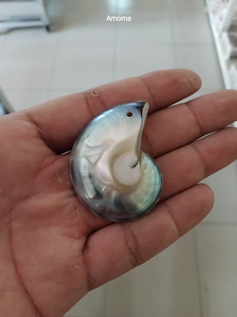 Beautiful Iridescent Nautilus Shell Pendant (Category: Necklaces) located in Taguig. Submitted by amomaenterprise (Listing ID 1463369147, Image 1). Description: - Unique nautilus shell pendant - Stunning iridescent sheen (blues, greens, purples) - Pre-drilled hole for easy hanging - Ideal for jewelry making or as a standalone piece - Approximately 2 inches across.