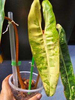 (Category: ) located in . Submitted by happygrowing (Listing ID 1463348697, Image 1). Description: .