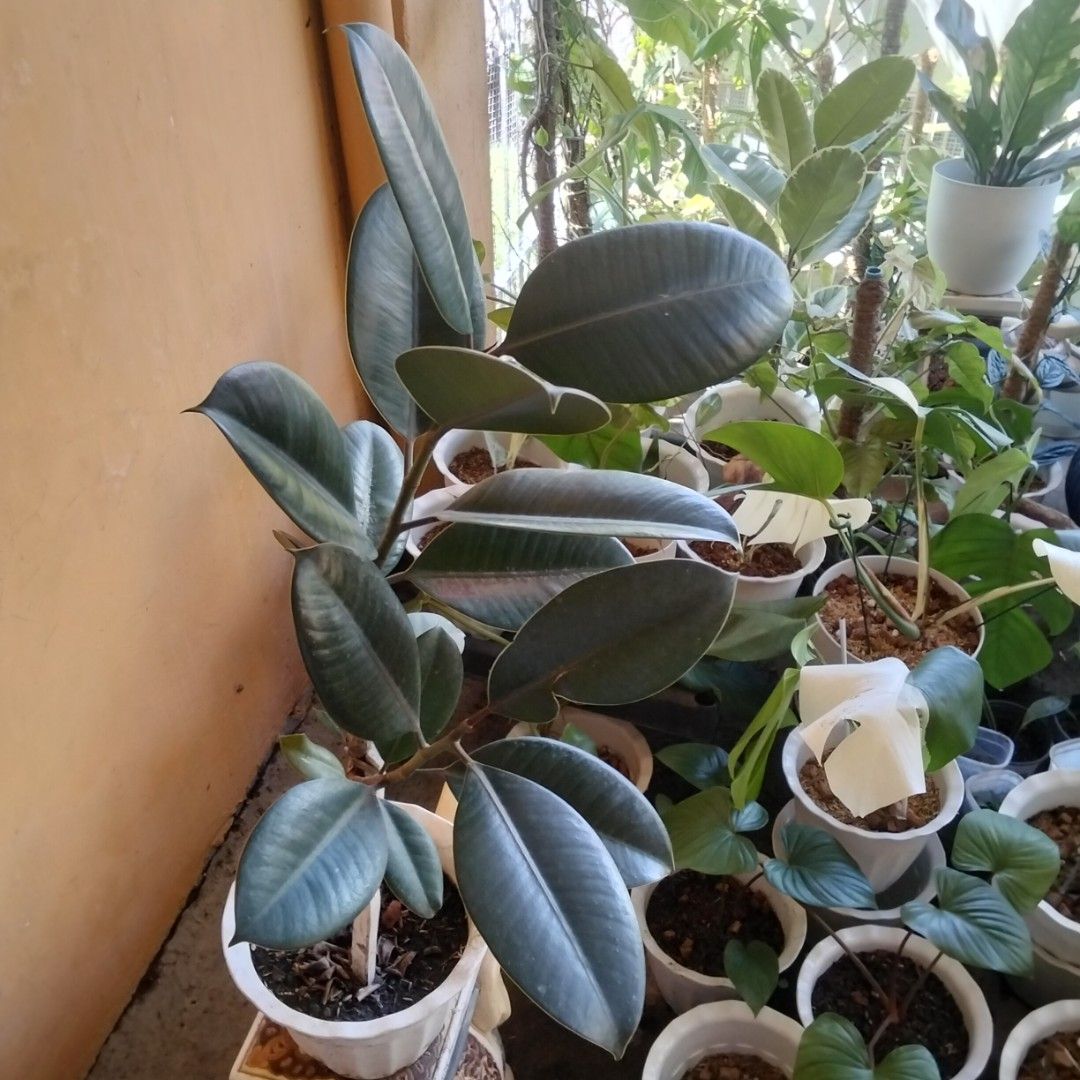 Black Prince Ficus Elastica ( Rubber Tree) (Category: Plants & Seeds) located in Bacoor. Submitted by youngdog_18b771 (Listing ID 1463331204, Image 2). Description: 🍀Black Prince Rubber Tree ( Ficus elastica) Price: 490 Pesos Location:🏡 Molino 5, Bacoor City 🛵Shipping through Lalamove and will be shouldered by the buyer. Mode of Payment is thru Gcash. Note: The photo posted is the actual picture of the plant. Description: 📌Fully rooted and es