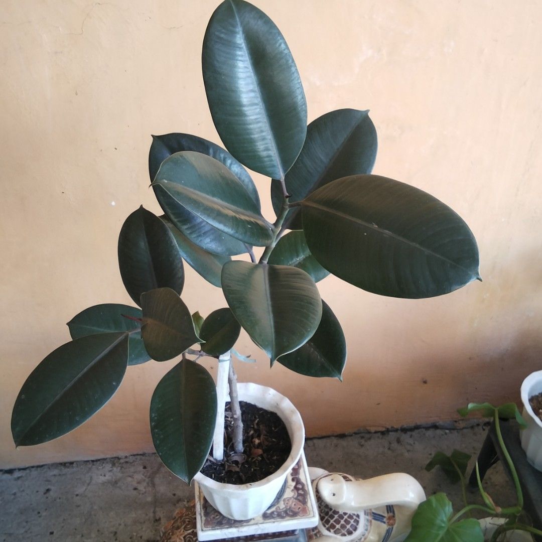 Black Prince Ficus Elastica ( Rubber Tree) (Category: Plants & Seeds) located in Bacoor. Submitted by youngdog_18b771 (Listing ID 1463331204, Image 1). Description: 🍀Black Prince Rubber Tree ( Ficus elastica) Price: 490 Pesos Location:🏡 Molino 5, Bacoor City 🛵Shipping through Lalamove and will be shouldered by the buyer. Mode of Payment is thru Gcash. Note: The photo posted is the actual picture of the plant. Description: 📌Fully rooted and es