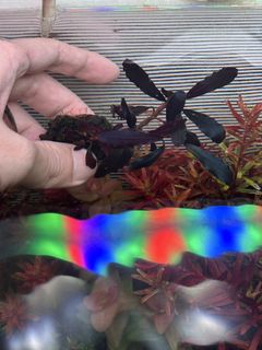 (Category: ) located in . Submitted by tohqy (Listing ID 1463407036, Image 1). Description: .