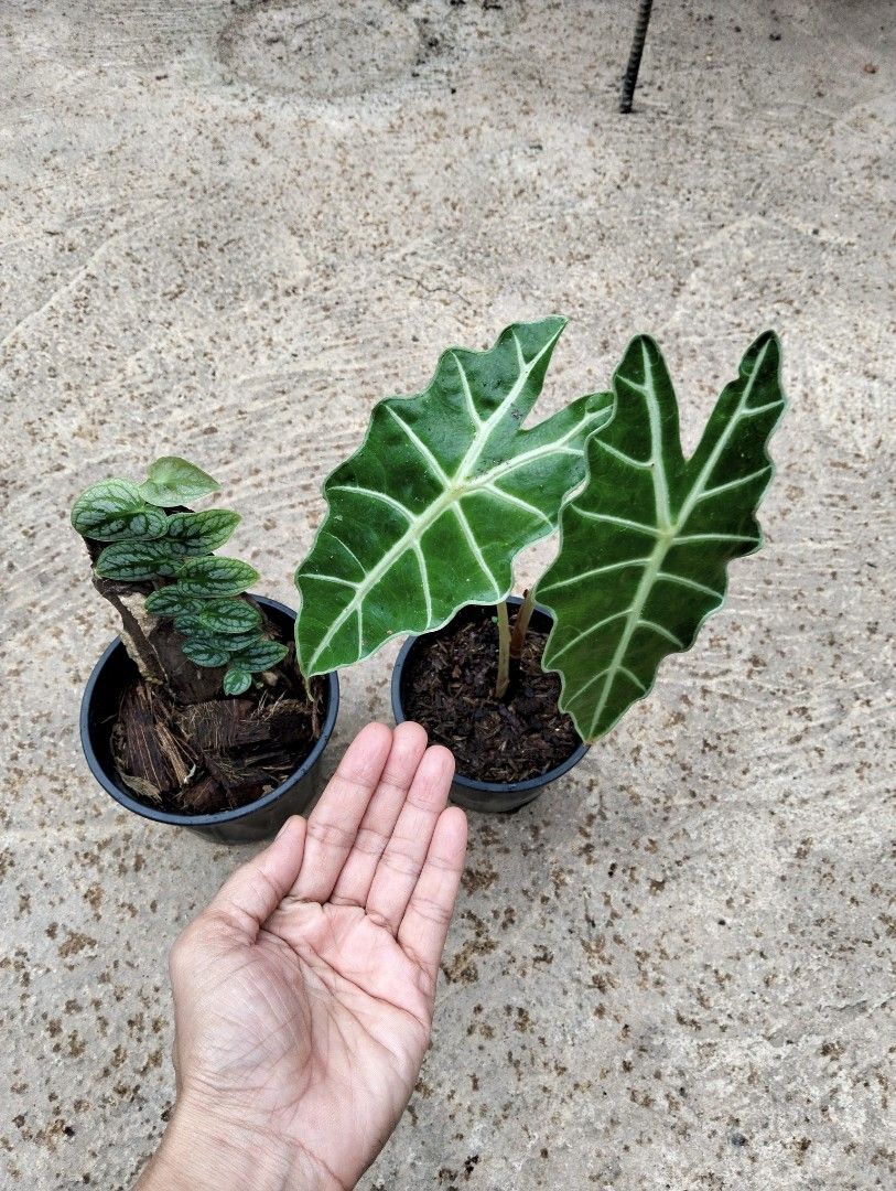 Bundle: Monstera Dubia, Alocasia Amazonica (Category: Plants & Seeds) located in Cagayan de Oro. Submitted by rochellejandcgarden06684 (Listing ID 1463487718, Image 2). Description: SALE❗ Bundle: Monstera Dubia, Alocasia Amazonica ✅ 350 Locally grown. Own propagation. Location: Canitoan Cdo City Pick up, Maxim delivery, J&T Express.