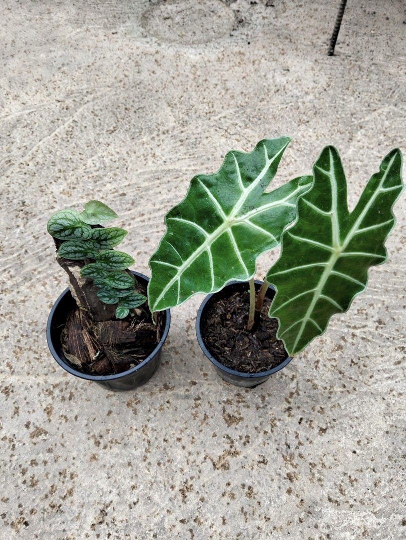 Bundle: Monstera Dubia, Alocasia Amazonica (Category: Plants & Seeds) located in Cagayan de Oro. Submitted by rochellejandcgarden06684 (Listing ID 1463487718, Image 3). Description: SALE❗ Bundle: Monstera Dubia, Alocasia Amazonica ✅ 350 Locally grown. Own propagation. Location: Canitoan Cdo City Pick up, Maxim delivery, J&T Express.