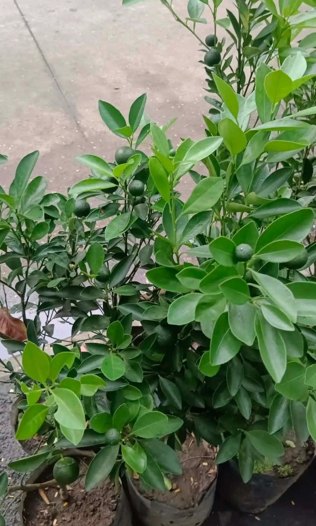 Citronella grass kalamansi tree (Category: Plants & Seeds) located in Quezon City. Submitted by amazingmaria3680 (Listing ID 1463555246, Image 3). Description: .