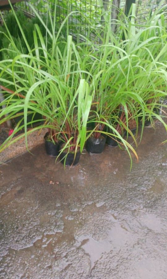 Citronella grass kalamansi tree (Category: Plants & Seeds) located in Quezon City. Submitted by amazingmaria3680 (Listing ID 1463555246, Image 2). Description: .