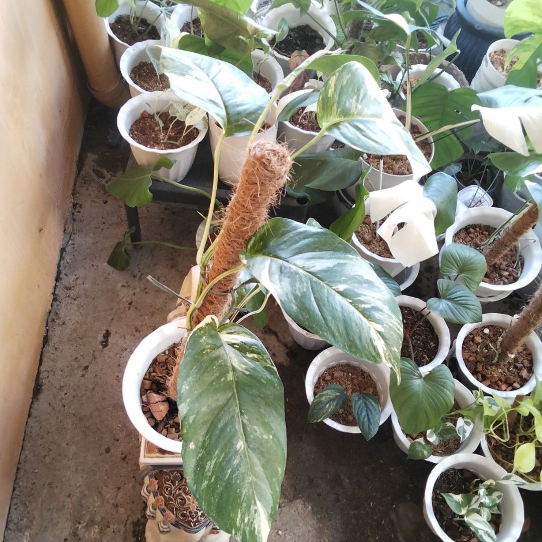 Epipremnum Pinnatum Albo (Category: Plants & Seeds) located in Bacoor. Submitted by youngdog_18b771 (Listing ID 1463327314, Image 2). Description: 🍀Epipremnum Pinnatum Albo Price: 300 Pesos Location:🏡 Molino 5, Bacoor City 🛵Shipping through Lalamove and will be shouldered by the buyer. Mode of Payment is thru Gcash. ** Photo is the picture of the actual plants. Description: 📌 The plant is fully rooted and established on medium size white Pot.