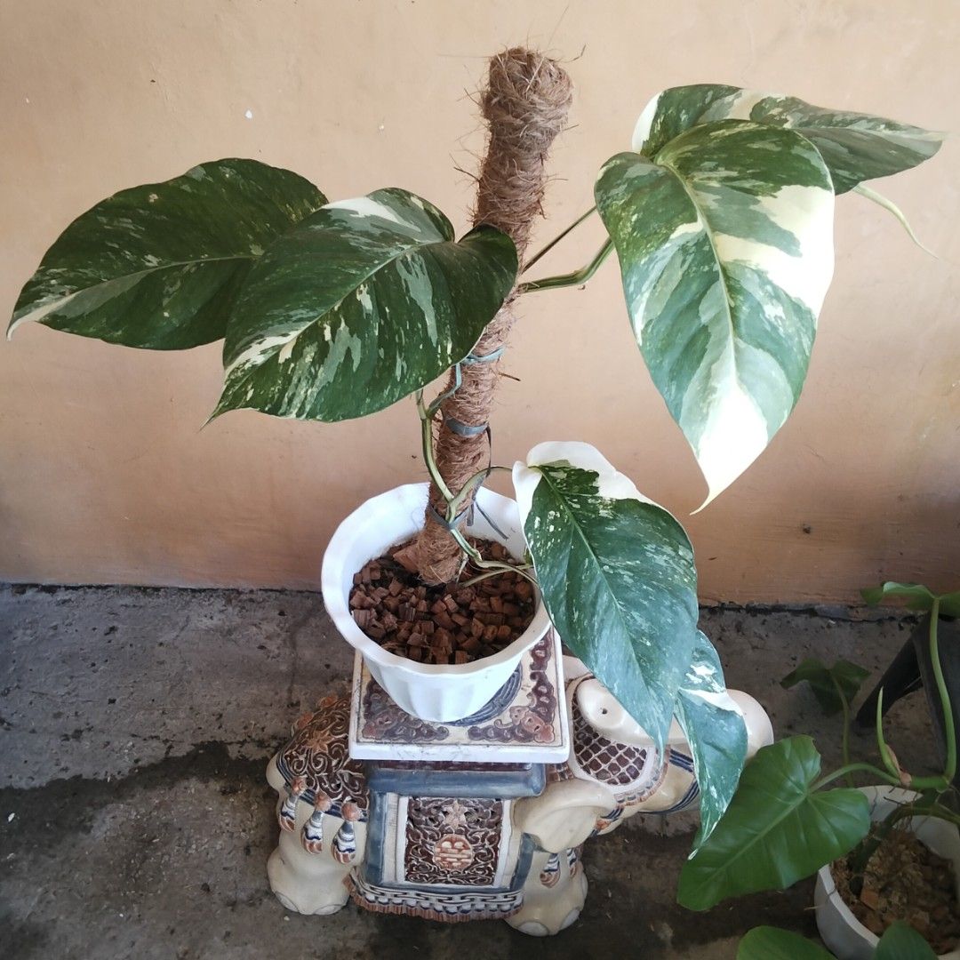 Epipremnum Pinnatum Albo (Category: Plants & Seeds) located in Bacoor. Submitted by youngdog_18b771 (Listing ID 1463327314, Image 1). Description: 🍀Epipremnum Pinnatum Albo Price: 300 Pesos Location:🏡 Molino 5, Bacoor City 🛵Shipping through Lalamove and will be shouldered by the buyer. Mode of Payment is thru Gcash. ** Photo is the picture of the actual plants. Description: 📌 The plant is fully rooted and established on medium size white Pot.