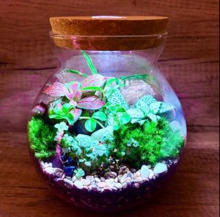 (Category: ) located in . Submitted by lushglassdoor (Listing ID 1463349575, Image 1). Description: .