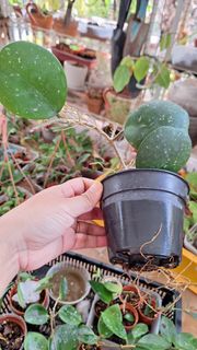 (Category: ) located in . Submitted by mardhiahgreenhouse (Listing ID 1463390144, Image 1). Description: .