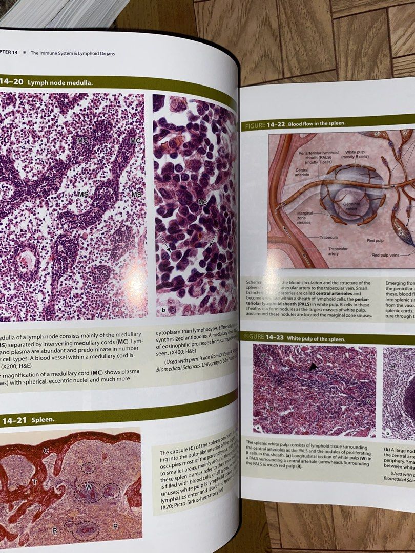Junqueira’s Basic Histology 16th ed (Category: Textbooks) located in Quezon City. Submitted by lovedbytali (Listing ID 1463521395, Image 2). Description: - with plastic cover - barely used; only have few pages w highlights.