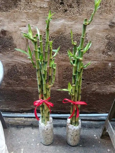 Lucky bamboo 🎍 (Category: Plants & Seeds) located in Quezon City. Submitted by amazingmaria3680 (Listing ID 1463555323, Image 1). Description: .