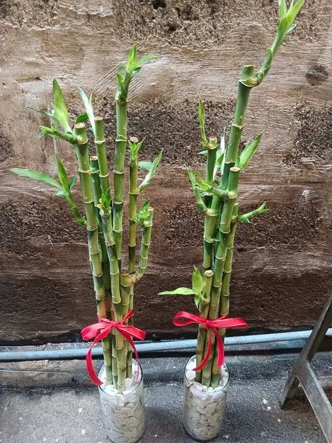 Lucky bamboo 🎍 (Category: Plants & Seeds) located in Quezon City. Submitted by amazingmaria3680 (Listing ID 1463555323, Image 2). Description: .