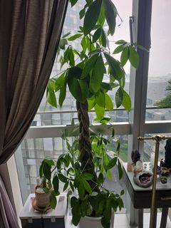 (Category: ) located in . Submitted by hiddentrasures (Listing ID 1463374145, Image 1). Description: .