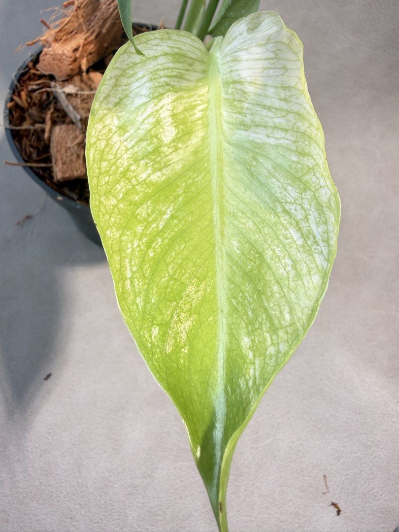 Monstera Devil (Category: Plants & Seeds) located in Singapore. Submitted by thegreenarchive (Listing ID 1463496283, Image 3). Description: Monstera Devil.