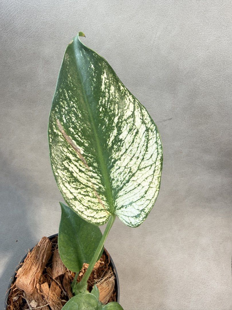 Monstera Devil (Category: Plants & Seeds) located in Singapore. Submitted by thegreenarchive (Listing ID 1463496283, Image 2). Description: Monstera Devil.