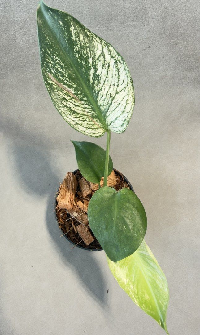 Monstera Devil (Category: Plants & Seeds) located in Singapore. Submitted by thegreenarchive (Listing ID 1463496283, Image 1). Description: Monstera Devil.