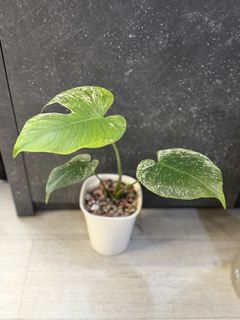 (Category: ) located in . Submitted by randomplantlab (Listing ID 1463514753, Image 1). Description: .