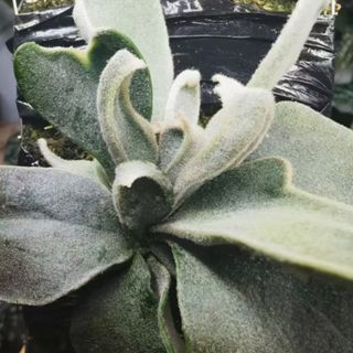 （分類：）位於 。 由 kxy4567 提交（商品編號 1463492582，圖片 1）。簡介： 。