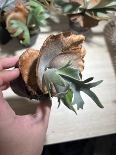 （分類：）位於 。 由 kxy4567 提交（商品編號 1463497609，圖片 1）。簡介： 。
