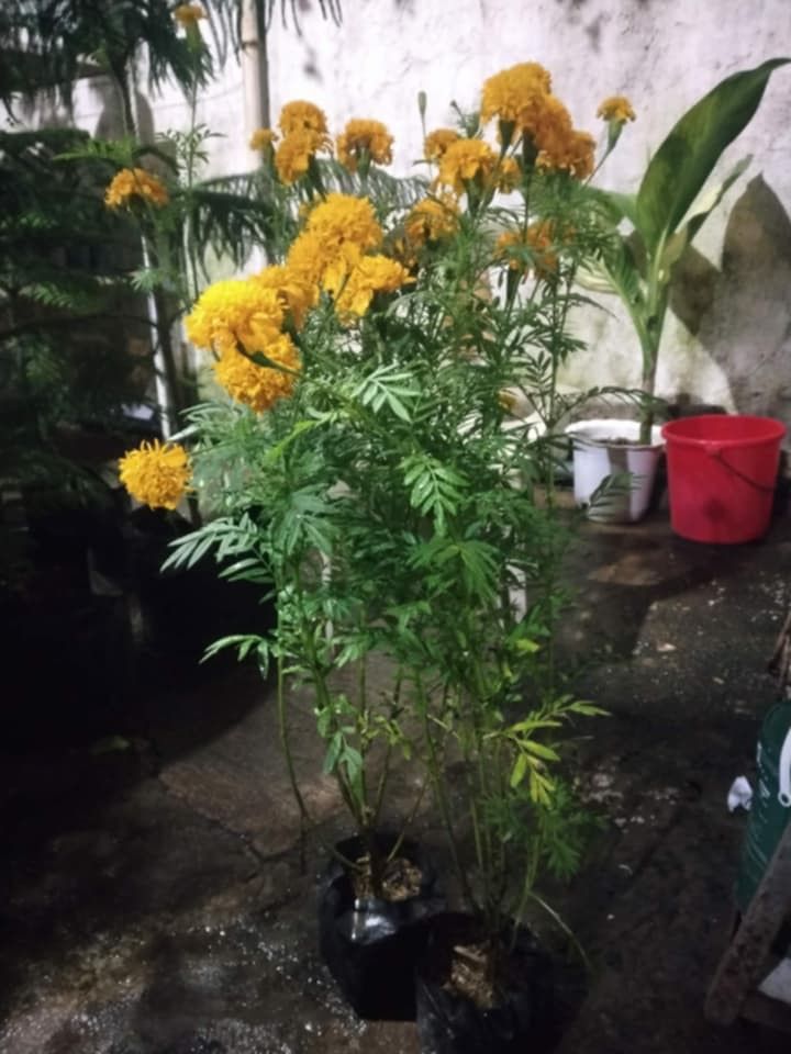 Pompoms marigold rose margarita (Category: Plants & Seeds) located in Quezon City. Submitted by amazingmaria3680 (Listing ID 1463555129, Image 3). Description: .