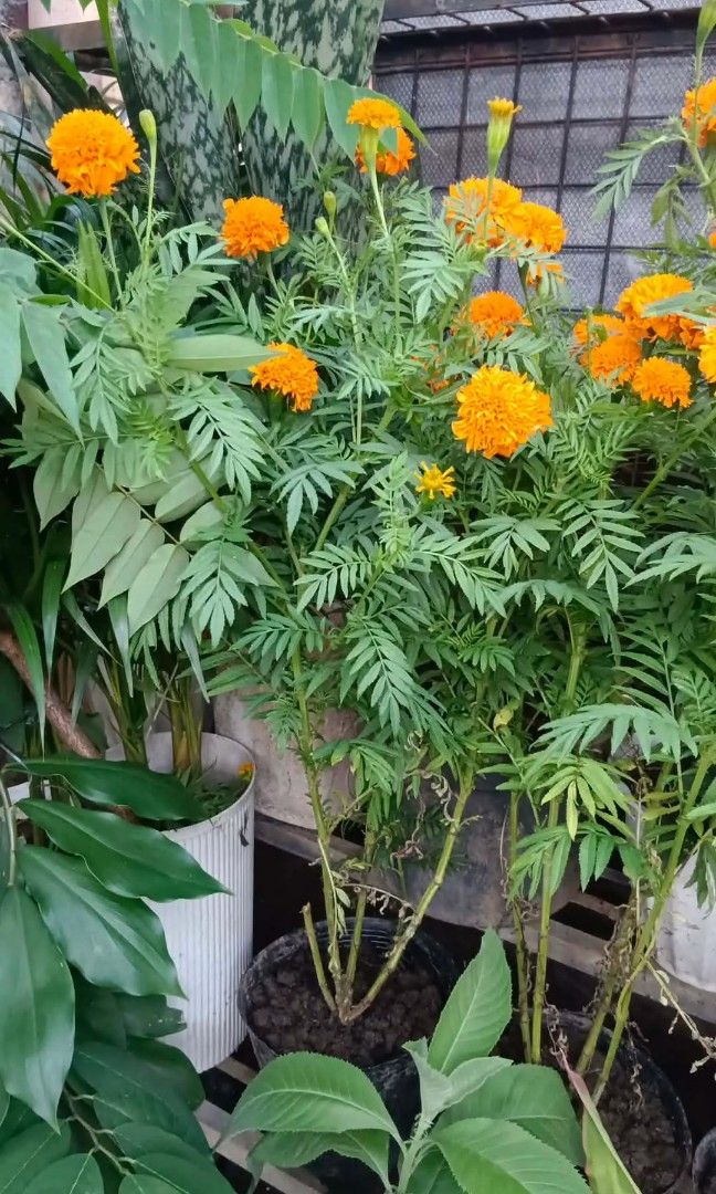 Pompoms marigold rose margarita (Category: Plants & Seeds) located in Quezon City. Submitted by amazingmaria3680 (Listing ID 1463555129, Image 2). Description: .